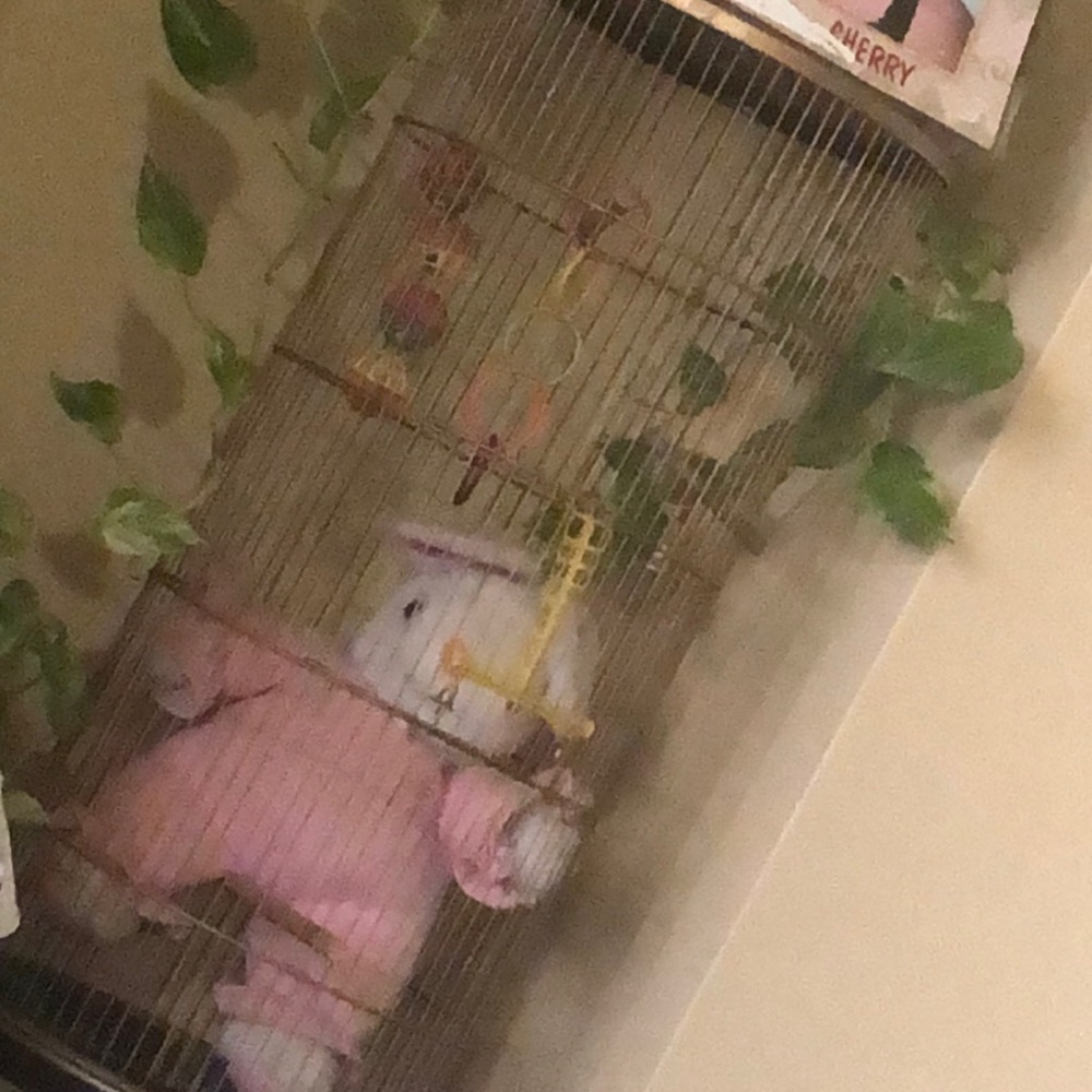 Bird cage